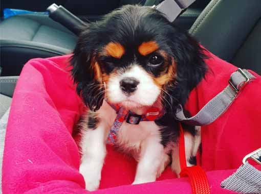 Daisy the dog travelling in the car seat with a dog seat belt