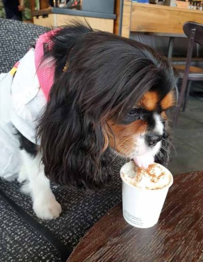 Dog having puppuccino at Starbucks