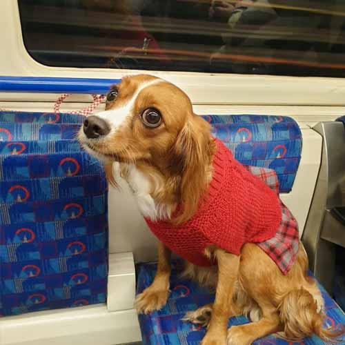 Dogs on the tube, London Underground