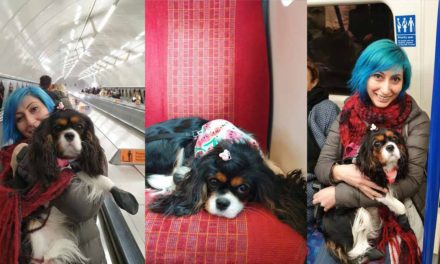 Dogs on public transport