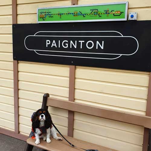 Paignton station - dog-friendly steam rail