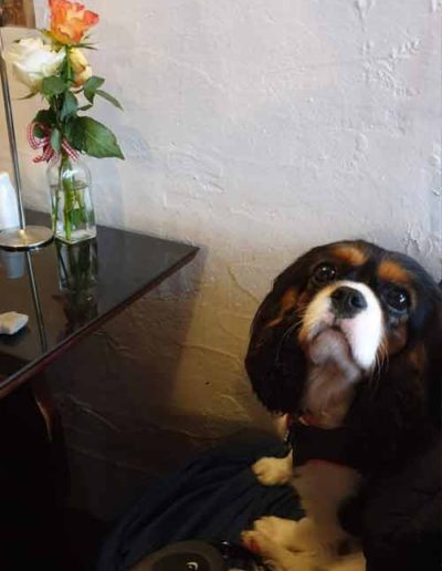 Dog-friendly Signing Kettle Tea Shoppe, Dartmouth