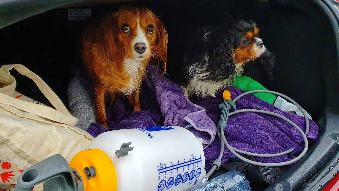 Dogs in car boot with portable dog shower