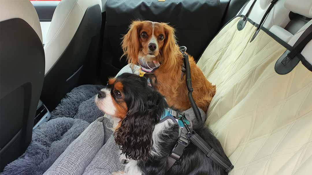 Driving with dogs in the car