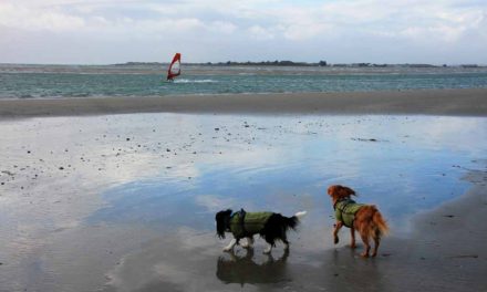 Dog-friendly West Wittering Beach