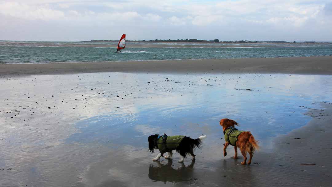 Dog-friendly West Wittering Beach