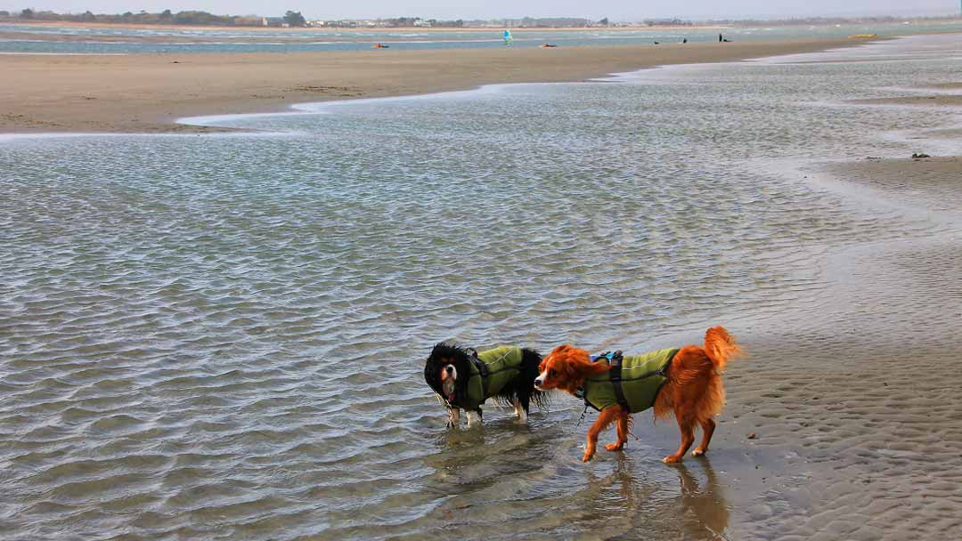 Dogs playing on West Wittering Beach