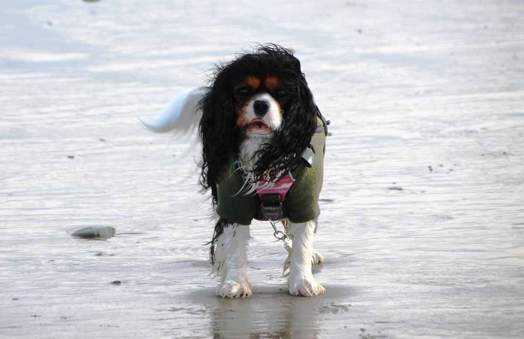 Dog on West Wittering Beach
