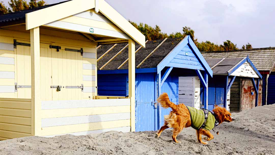 Dog friendly West Wittering Beach